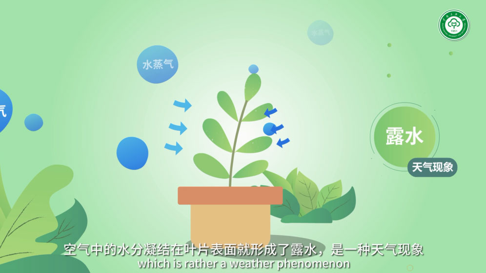 MG动画 | 科普宣传专题片制作：植物也会“流汗”？